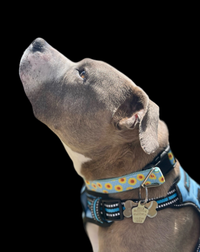 Collars