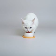 Lick Slow Feed Toy