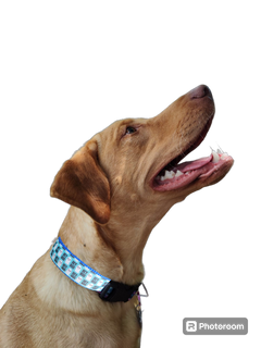 Halloween Hey BOO! Nylon Dog Collar