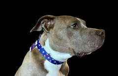 Summer Pop Blue Nylon Dog Collar MD, LG, XL, Leash
